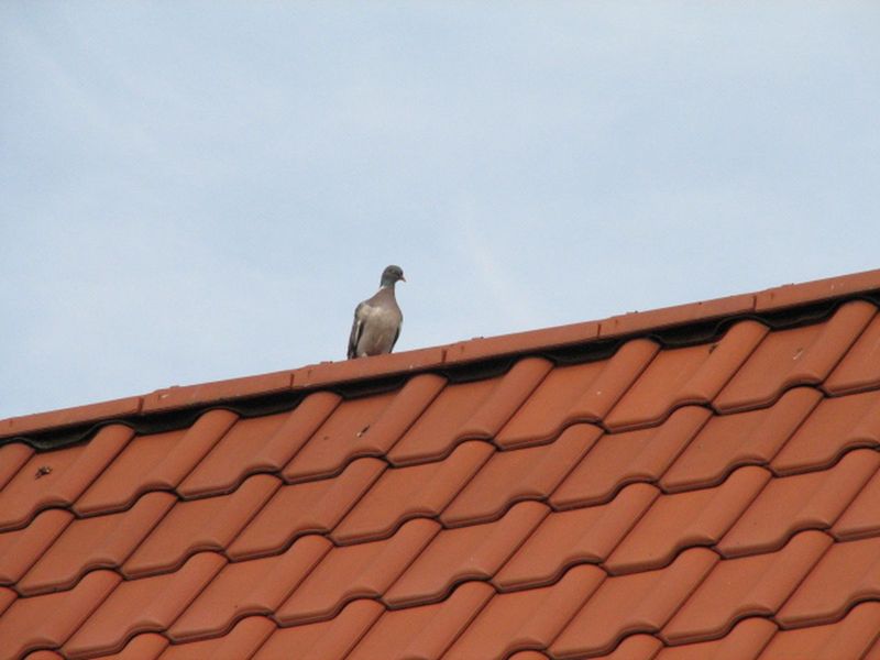 taubenflug_samstag_043